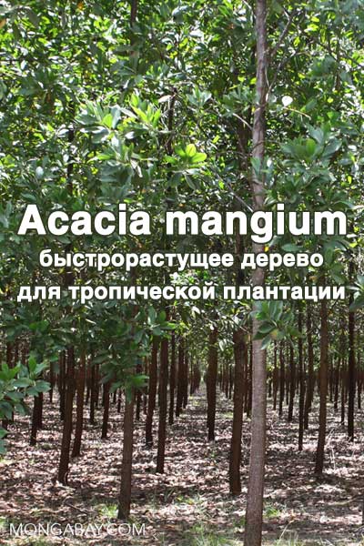 Acacia mangium  Willd. - быстрорастущее дерево для тропической плантации (fb2)