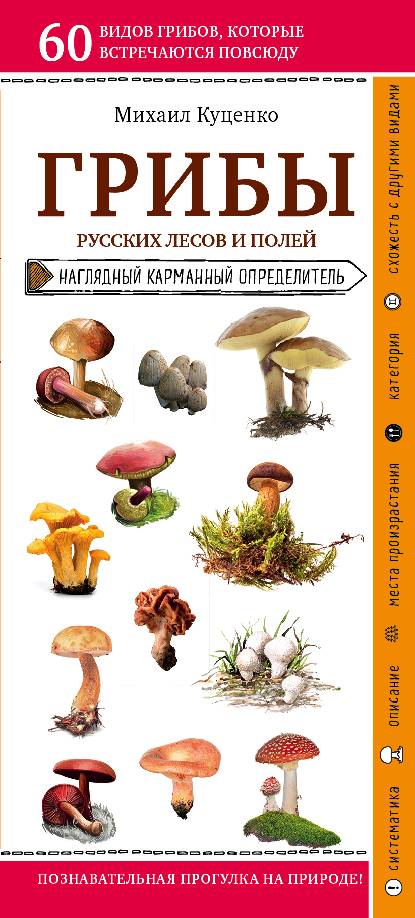 Грибы русских лесов и полей (fb2)