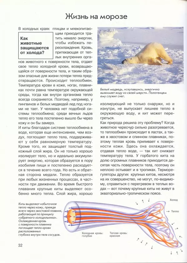 КулЛиб. Иоахим  Маллвиц - Арктика и Антарктика. Страница № 32