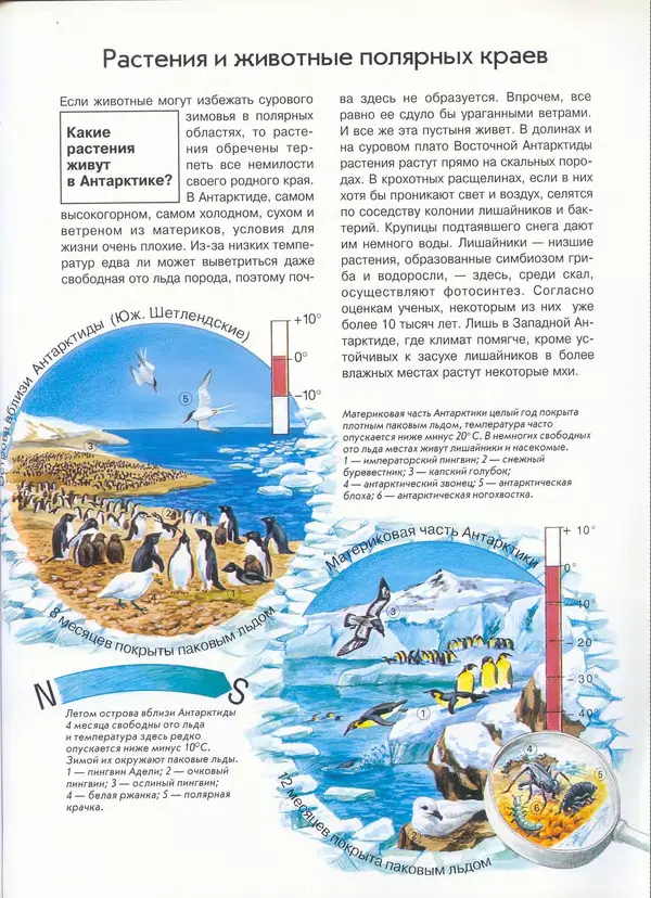КулЛиб. Иоахим  Маллвиц - Арктика и Антарктика. Страница № 35