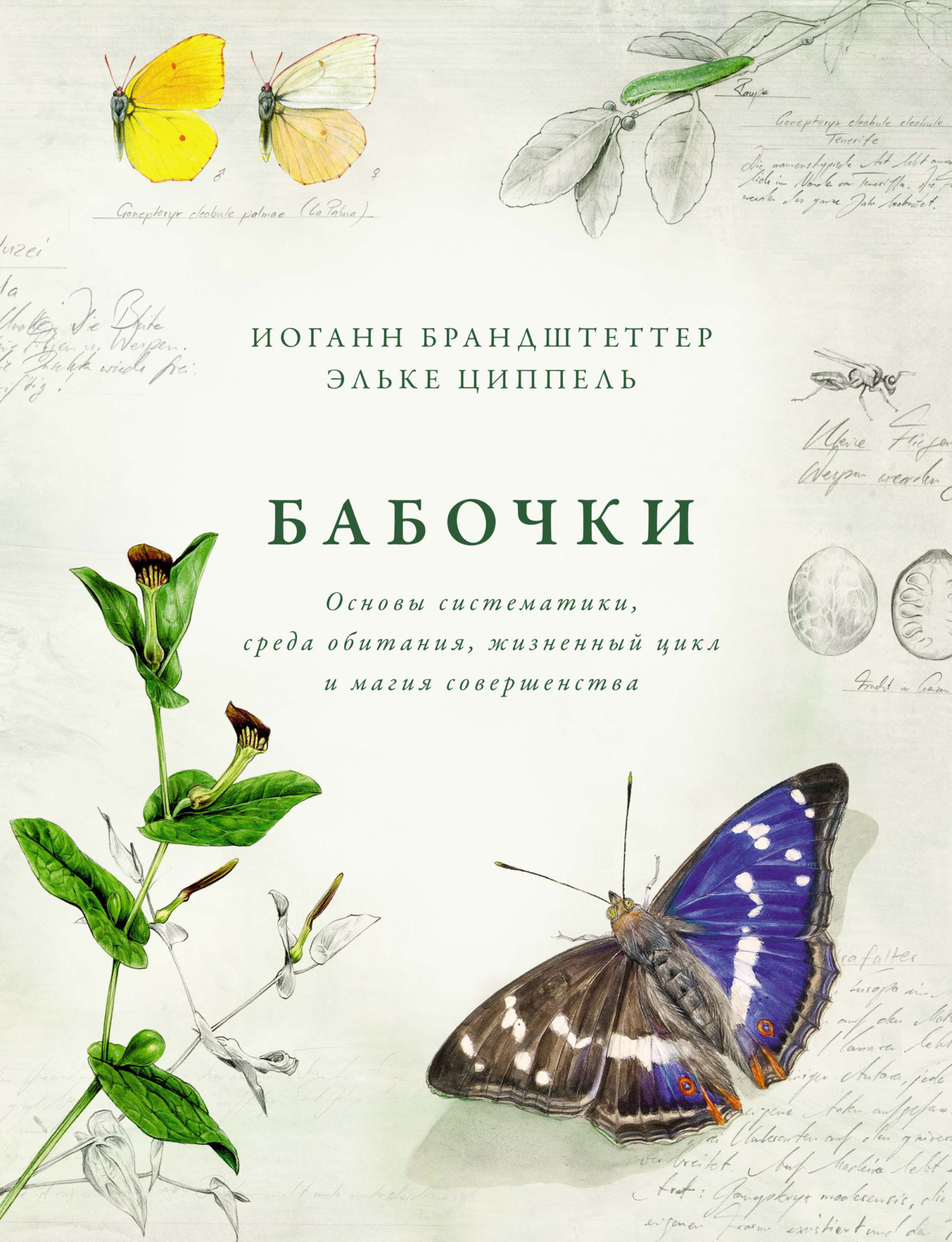 Бабочки. Основы систематики, среда обитания, жизненный цикл и магия совершенства (fb2)